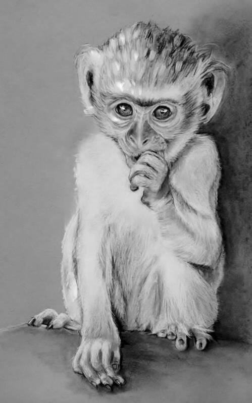 Juvenile Monkey Art Print featuring the drawing The Juvenile by Jean Cormier
