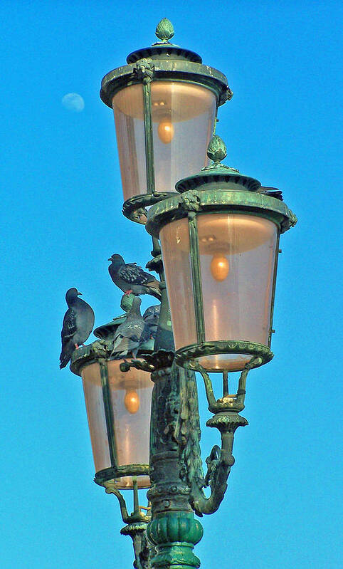 Birds Art Print featuring the photograph Lamp Post by Jennifer Robin