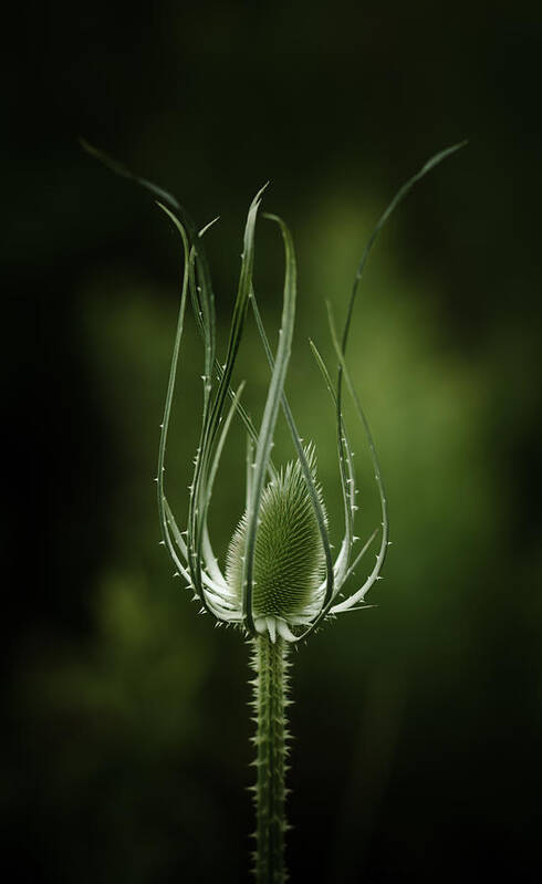Thistle Art Print featuring the photograph Twisting Beauty by Shane Holsclaw