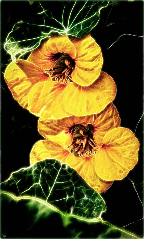 Nasturtium Art Print featuring the photograph Two Shy Sisters fractal by Weston Westmoreland