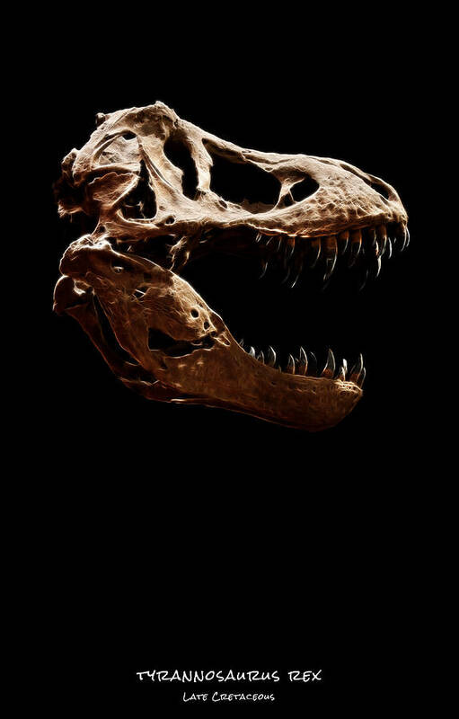 Tyrannosaurus Rex Skull Art Print featuring the photograph Tyrannosaurus rex skull 1 by Weston Westmoreland