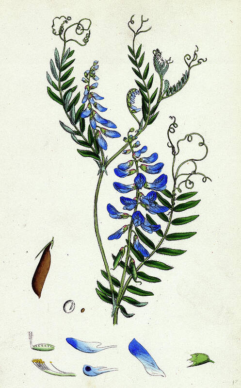 19th Century Art Print featuring the drawing Vicia Cracca Tufted Vetch by English School