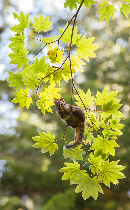 Vine Maple Art Print featuring the photograph Vine Maple Buffet by Angie Vogel