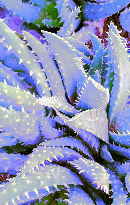 Succulent Art Print featuring the digital art Violet by Suzanne Silvir