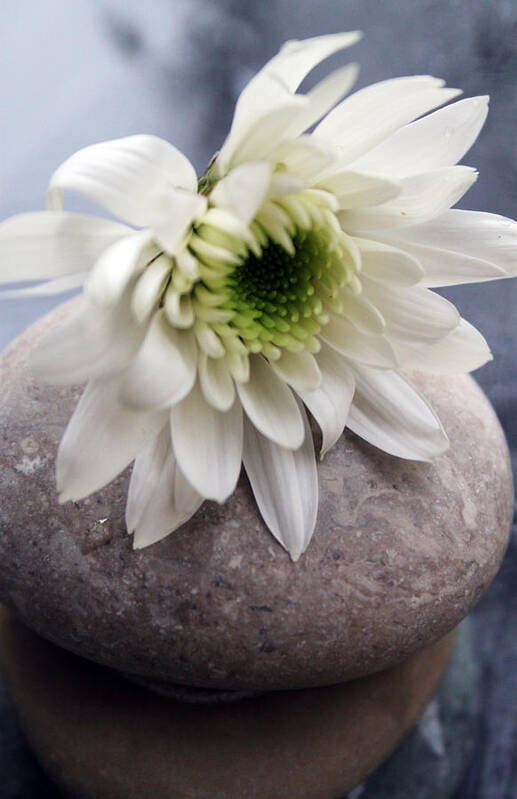 Flower Art Print featuring the photograph White Blossom On Rocks by Linda Woods