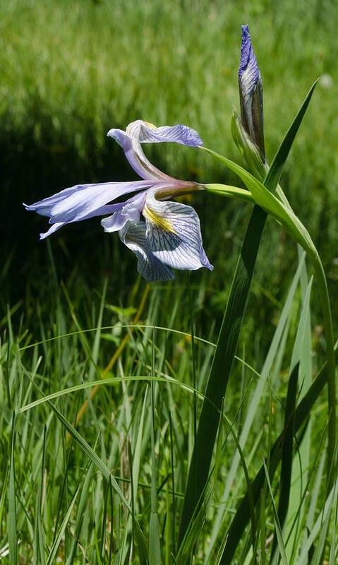 Dakota Art Print featuring the photograph Wild Iris by Greni Graph