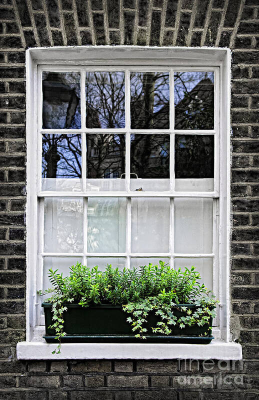 Window Art Print featuring the photograph Window in London by Elena Elisseeva