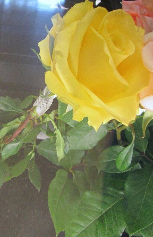 Landscape Art Print featuring the photograph Yellow Rose- greeting Card by Glenda Crigger