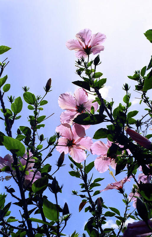Pink Hibiscus Art Print featuring the photograph Pink Hibiscus #1 by Kevin Smith