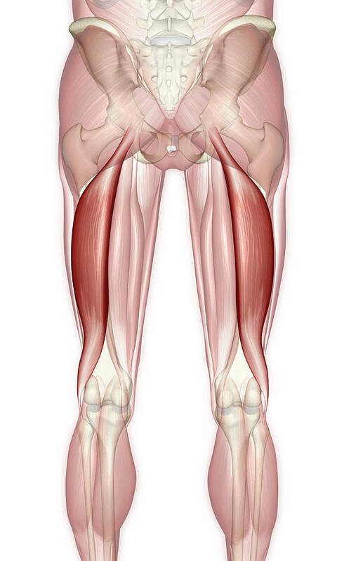 Vertical Art Print featuring the digital art Biceps Femoris by MedicalRF.com