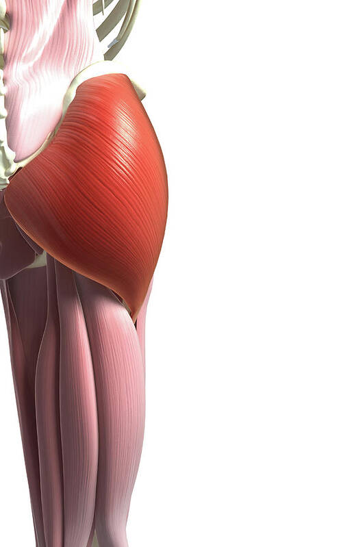 Vertical Art Print featuring the photograph Gluteus Maximus by MedicalRF.com