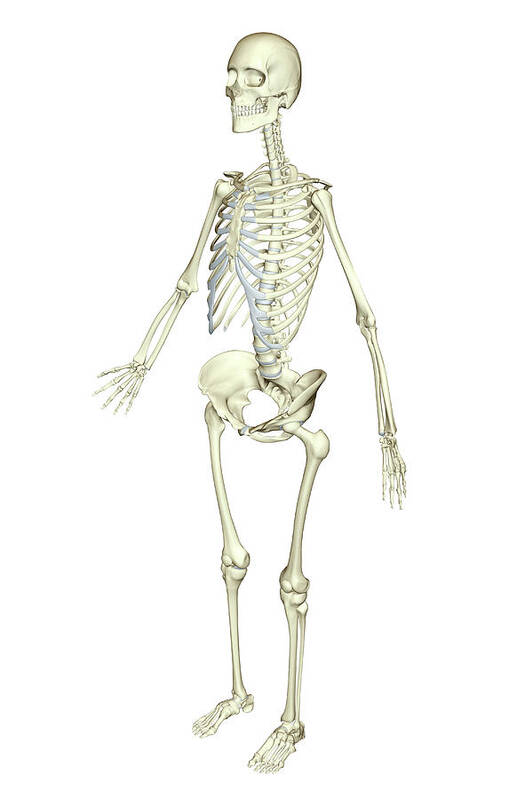 Printable Human Skeleton Diagram – Labeled, Unlabeled, and Blank – Tim's  Printables | Human skeleton model, Human skeleton for kids, Human skeleton  labeled