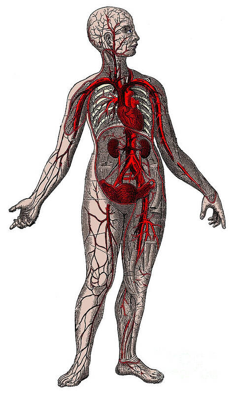 Human Art Print featuring the photograph Vascular System by Science Source