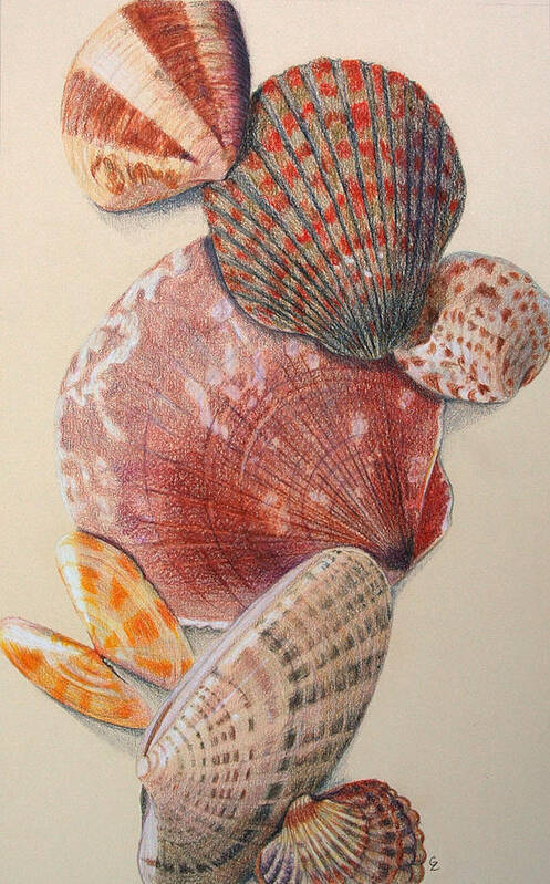 Shells Art Print featuring the drawing Vertical Clam Shells by Glenda Zuckerman