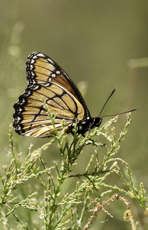 Viceroy Butterfly Art Print featuring the photograph Viceroy Butterfly by Betty Depee