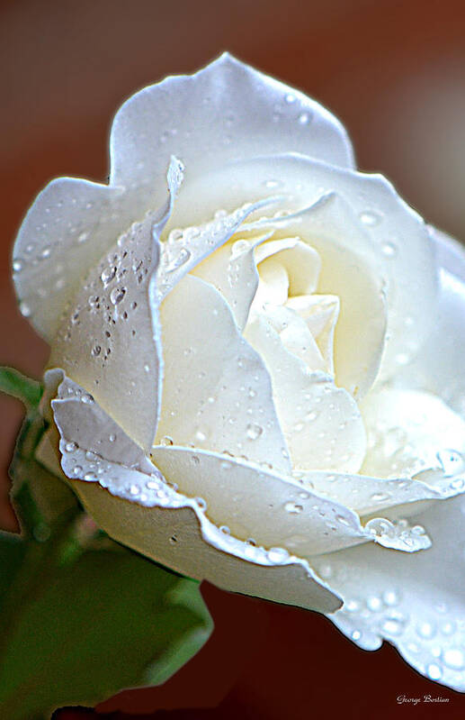Dewdrops Art Print featuring the photograph White Rose 005 by George Bostian