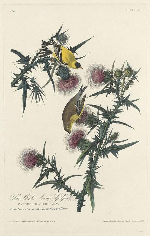 Audubon Art Print featuring the drawing American Goldfinch #1 by Dreyer Wildlife Print Collections 