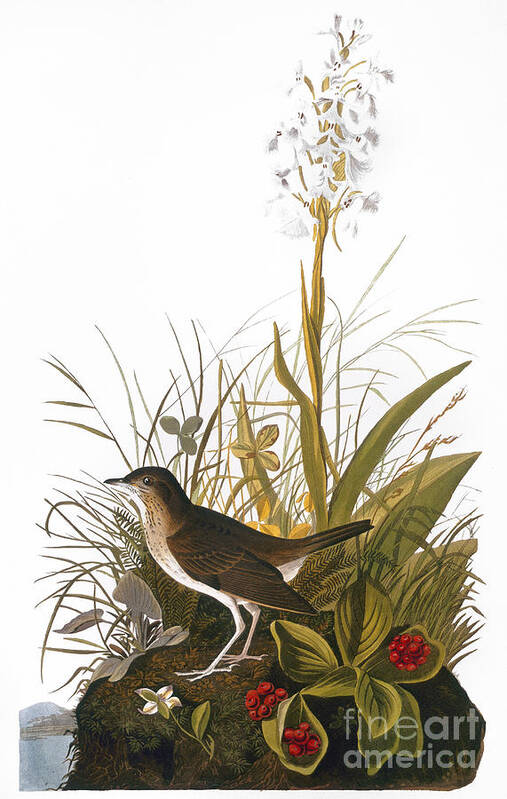 1838 Art Print featuring the photograph Audubon: Thrush #1 by Granger