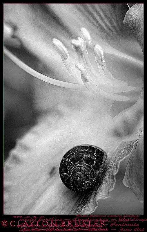 Clay Art Print featuring the photograph B and White Floral with Snail #1 by Clayton Bruster