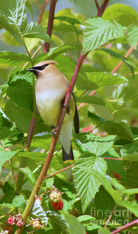 Photography Art Print featuring the photograph Cedar Waxwing #2 by Sean Griffin