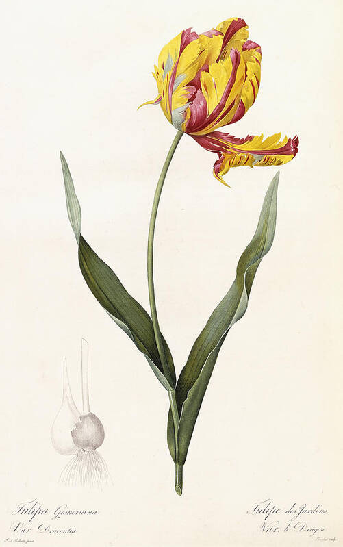 Tulip Art Print featuring the painting Tulip by Pierre Joseph Redoute