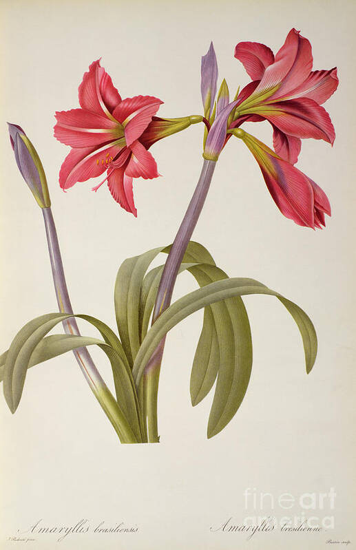 Amaryllis Art Print featuring the drawing Amaryllis Brasiliensis by Pierre Redoute