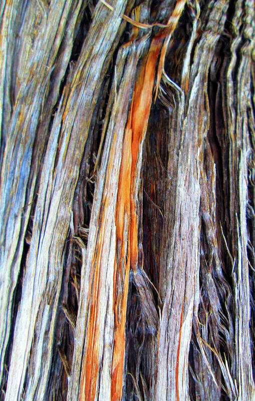 Arizona Art Print featuring the photograph Arizona Desert Tree Texture by Ilia -
