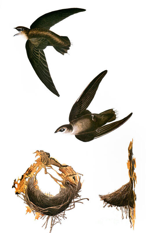 1838 Art Print featuring the photograph Audubon: Swift by Granger