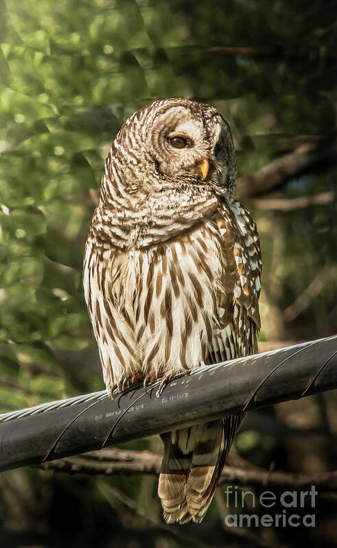 Nature Art Print featuring the photograph Barred Owl by Robert Frederick