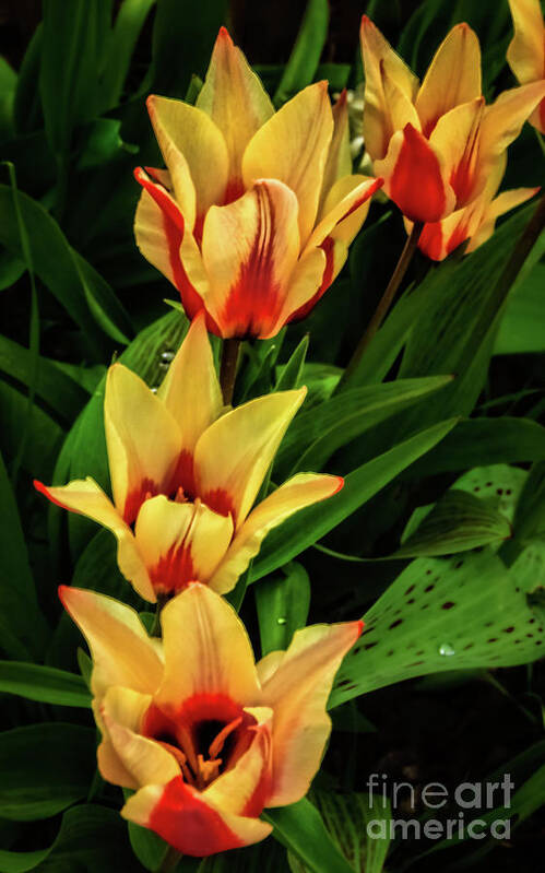 Plants Art Print featuring the photograph Beautiful Bicolor Tulips by Robert Bales