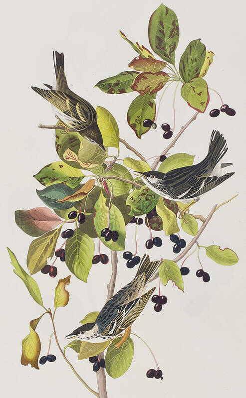 Black Poll Warbler. Black Art Print featuring the painting Black Poll Warbler by John James Audubon