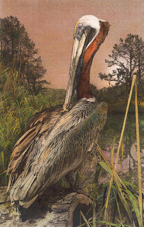 Pelican Art Print featuring the painting Brown Pelican by John Dyess