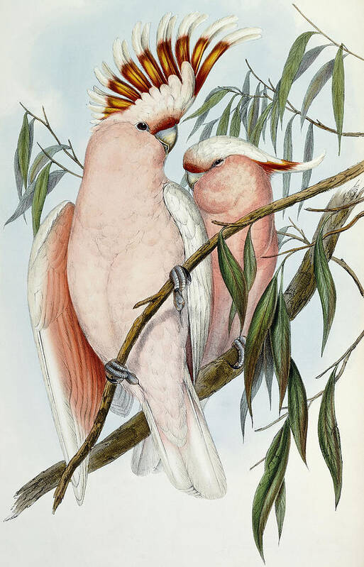 Cockatoo Art Print featuring the painting Cacatua Leadbeateri by John Gould