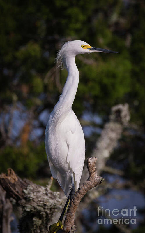 Egrets Art Print featuring the photograph Cautious Snowy Egret by DB Hayes