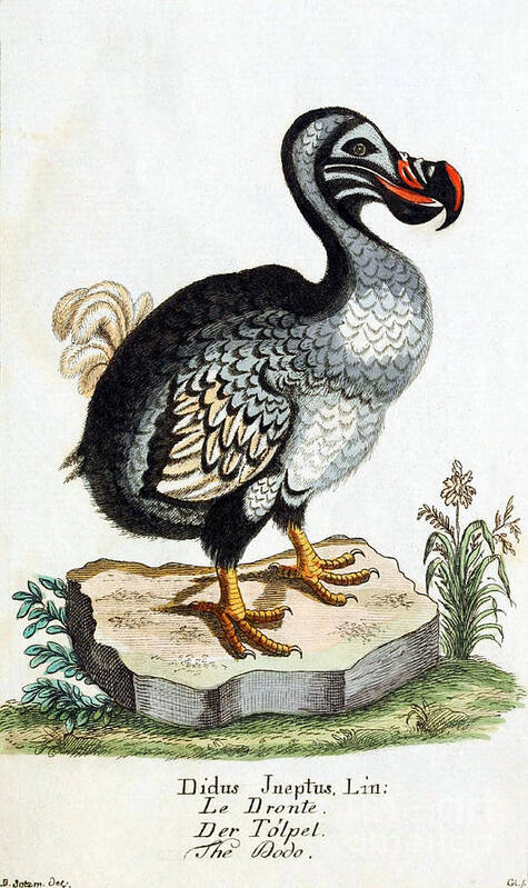 Dodo Art Print featuring the photograph Dodo Bird Raphus Cucullatus, Extinct by Biodiversity Heritage Library