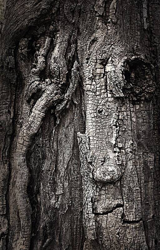  Art Print featuring the photograph Face in a tree by JoAnn Lense