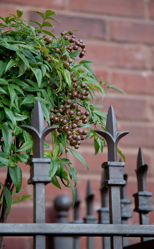 St. Louis Art Print featuring the photograph Fenced Berries by Mark Braun