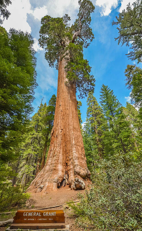 Sequoia National Park Art Print featuring the photograph General Grant by Asif Islam