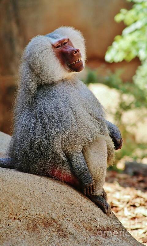 Baboon Art Print featuring the photograph Grinning Baboon by Craig Wood