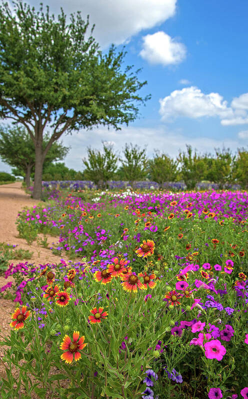 Wildflowers Art Print featuring the photograph Happy Trail at the Farm by Lynn Bauer