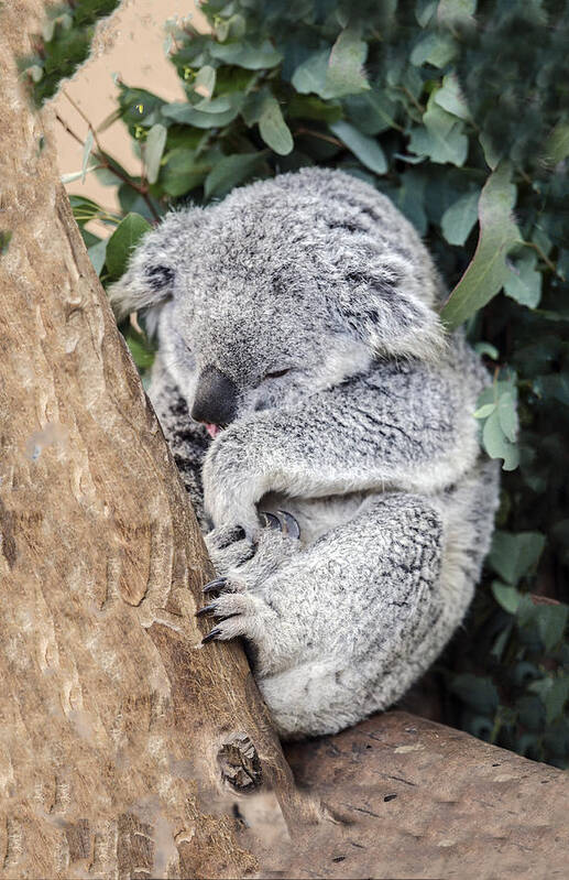 Koala Art Print featuring the photograph Joey's Nap by William Bitman