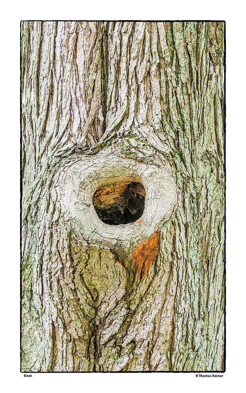 Tree Art Print featuring the photograph Knot by R Thomas Berner