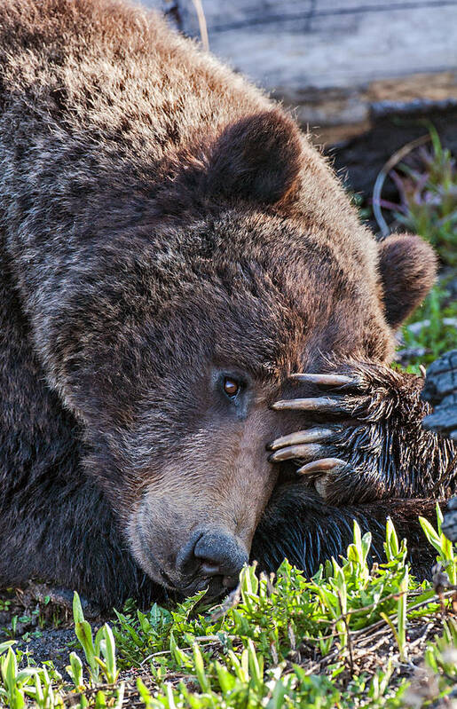 Bear Art Print featuring the photograph Lazy Bear by Wesley Aston