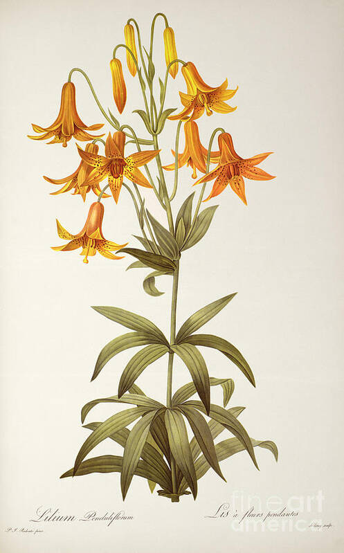 Plant Art Print featuring the painting Lilium Penduliflorum by Pierre Joseph Redoute
