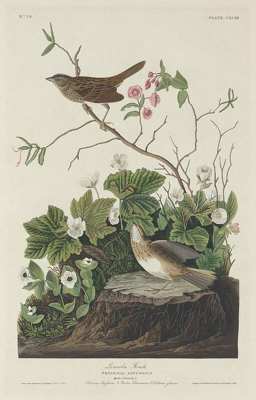 Audubon Art Print featuring the drawing Lincoln Finch by Dreyer Wildlife Print Collections 