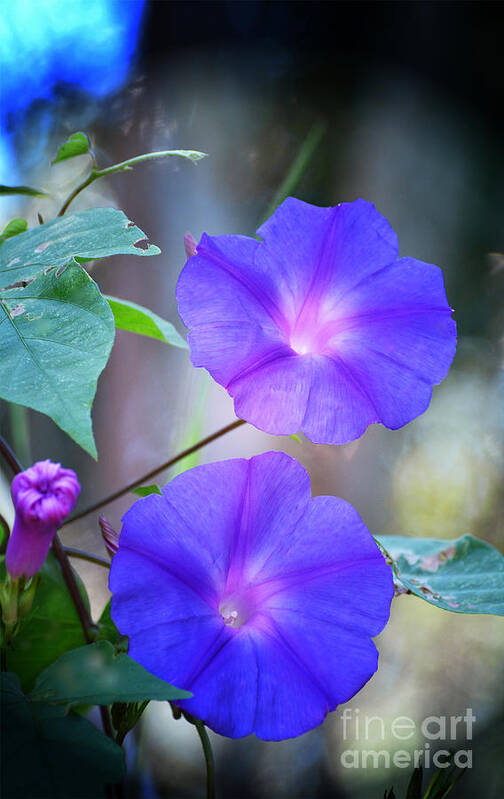 Flowers Art Print featuring the photograph Morning Glory by Kathy Baccari