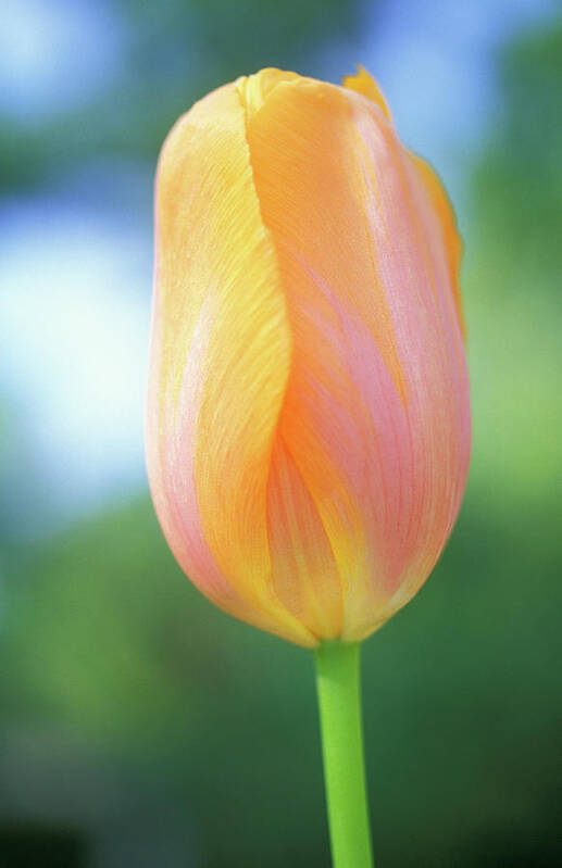 Tulips Art Print featuring the photograph Multi-colored Tulip by Kathy Yates