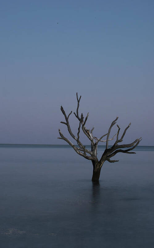 Landscape Art Print featuring the photograph Ocean Tree by Joe Shrader
