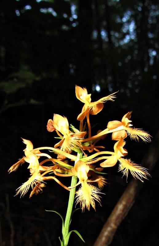 Orange Fringed Orchid Appalachian Orchids Appalachian Wildflowers Orange Orchids Orange Wildflowers Orange Flowers Botanical Diversity Nc Wildflowers Nc Biodiversity Appalachian Ecology Appalachian Flora Wild Botany Wild Orchids Forest Flowers Woodland Flowers Mountain Flowers Art Print featuring the photograph Orange Fringed Orchid by Joshua Bales