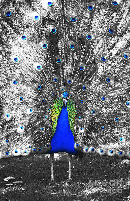 Peacock Art Print featuring the photograph Peacock Plumage Color Splash Selective Color Film Grain Digital Art by Shawn O'Brien
